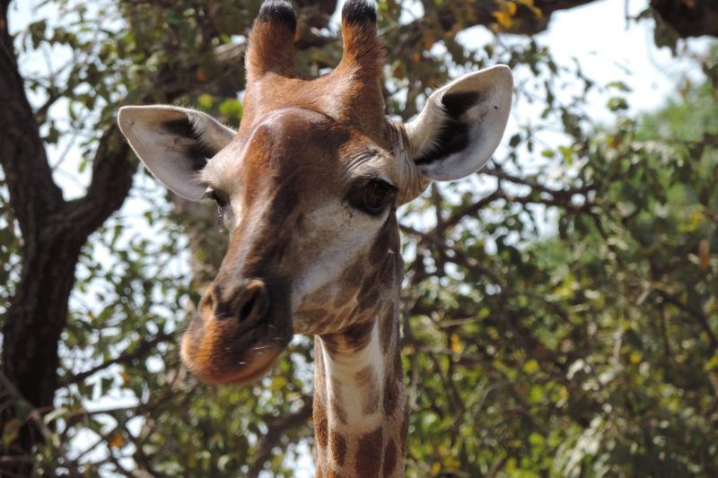 Gambia, Delta del Sine-Saloum y Dakar