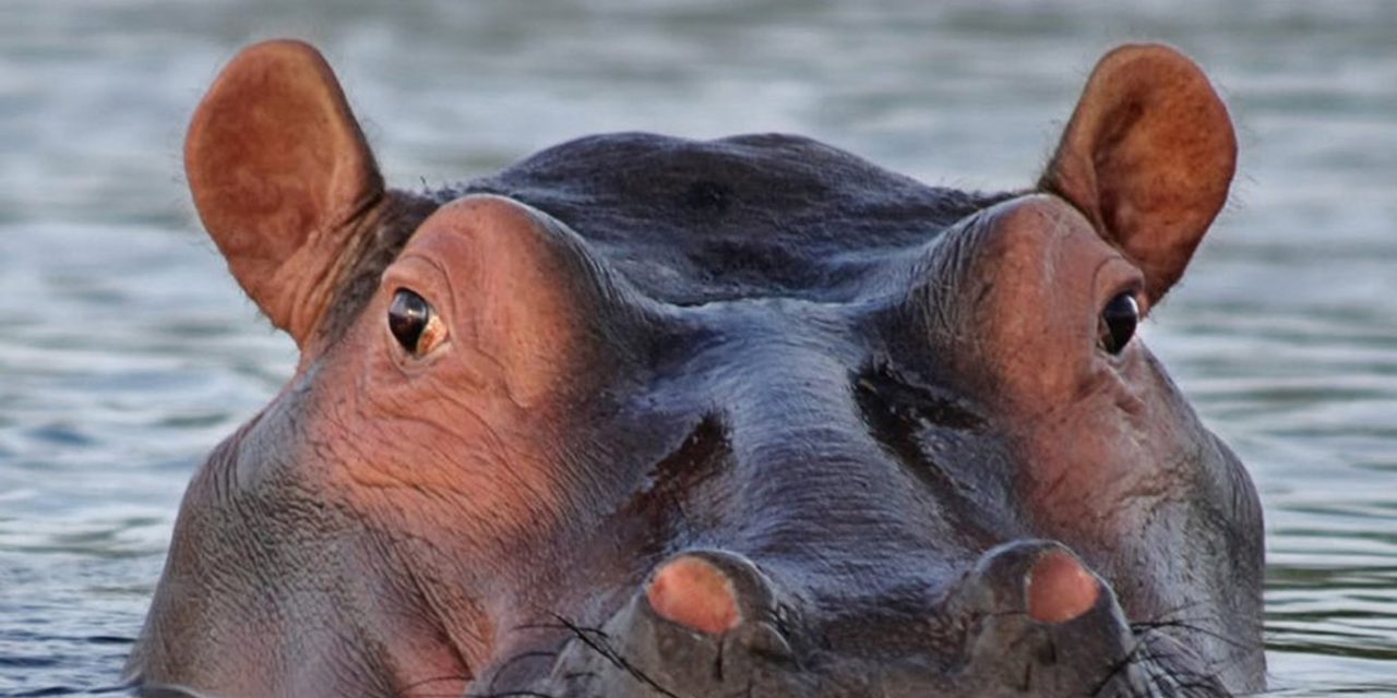 https://ecotours-senegal.com/wp-content/uploads/2020/07/Hippo-Gambia-river-1280x640.jpg