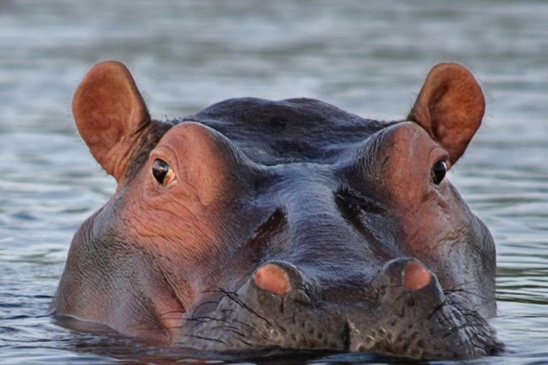 Gambia y País Bassari