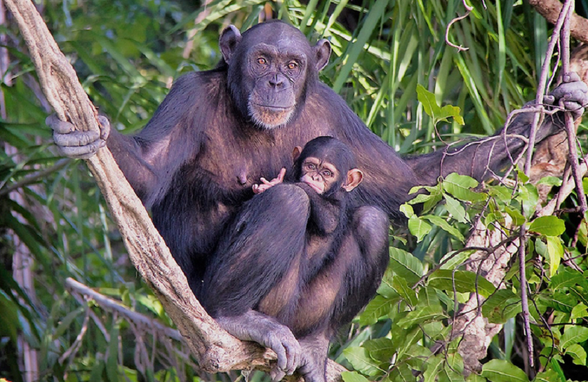 https://ecotours-senegal.com/wp-content/uploads/2021/09/baboon-island-gambia-copia.png